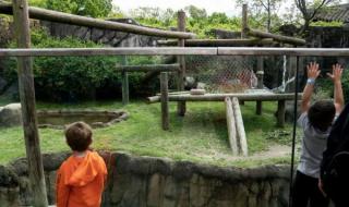 大熊猫丫丫回归祖国了吗 迎接熊猫丫丫回国