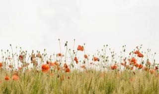 电脑壁纸的尺寸都有多大的 适合电脑桌面壁纸